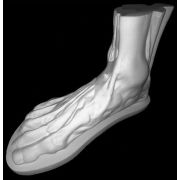 Стопа анатомическая (гипс) 28*11*18см