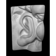 Ухо Давида левое (гипс)