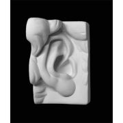 Ухо Давида правое (гипс)