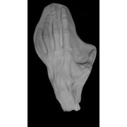 Кисть анатомическая (гипс)