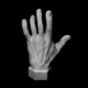 Кисть вертикальная (гипс)