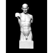 Торс экорше Гудона 20*12*48см