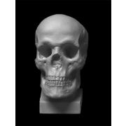 Череп. Слепок с натурального (гипс) 19*14*25см