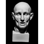 Экорше головы по Гудону (гипс) 22*22*36,5см