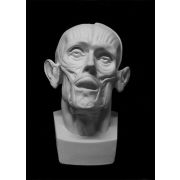 Мюнхенская голова (гипс) 24*20*33см