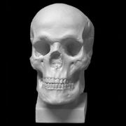 Череп анатомический (гипс) 14.5*22*16,5см