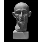 Экорше малое по Гудону (гипс) 9х9,5х15,5 ПП